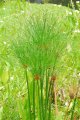 Papirus du nil (nain). CYPERUS; Cyperaceae. 0,4-0,5m